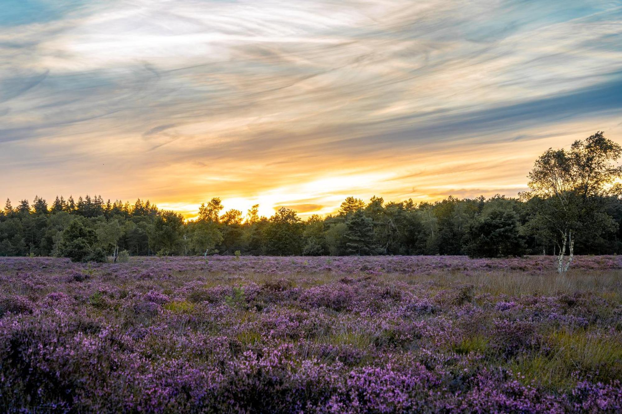 Veluwe Park Reewold Chalet Infinity Putten Eksteriør billede